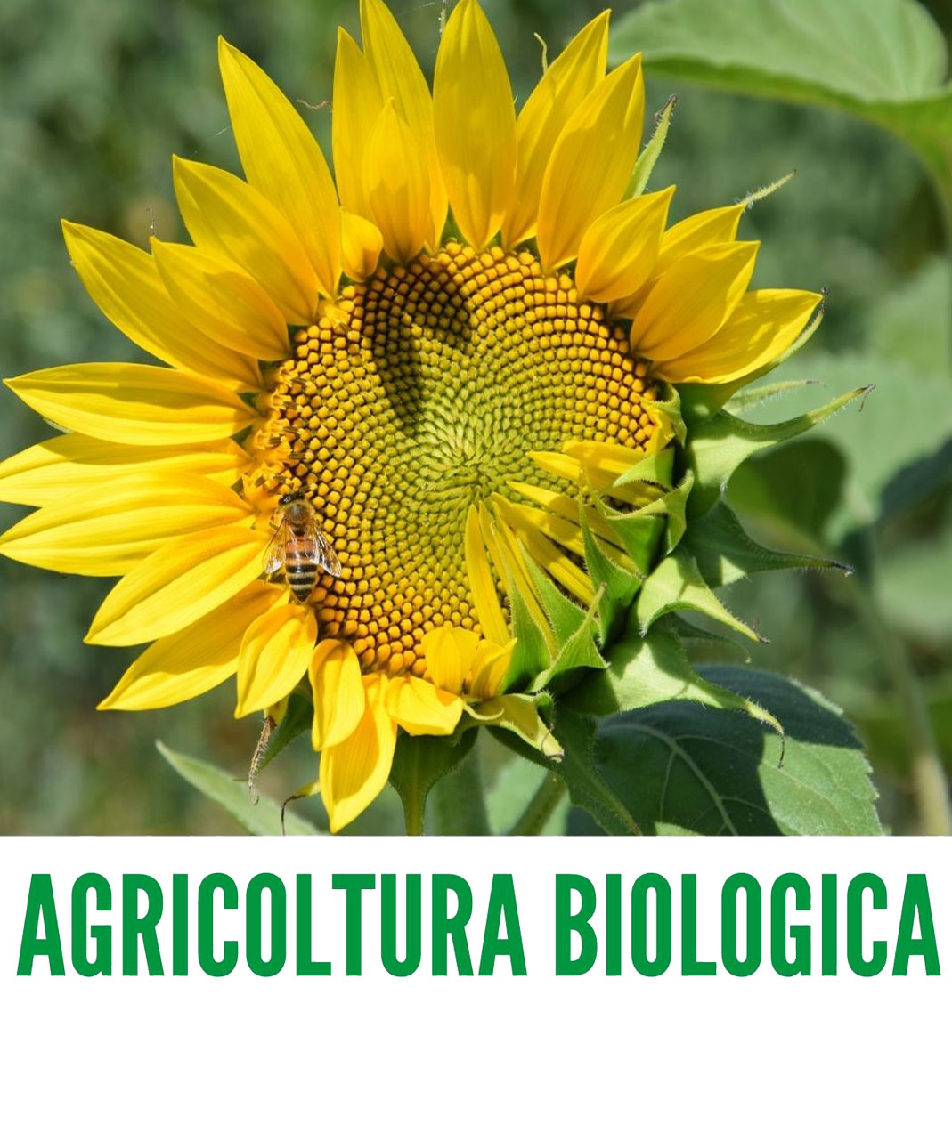 2-agricoltura-biologica