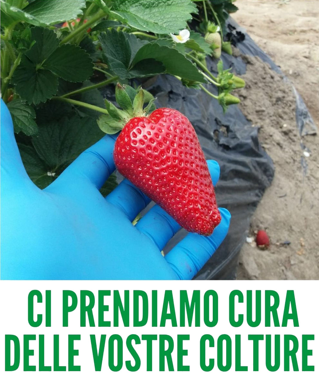 3-cura-delle-colture